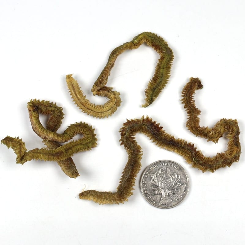 1 bag, real dried lugworm sand,sandworm
