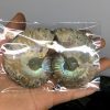 2pcs natural rainbow ammonite shell, fossil slice madagascar