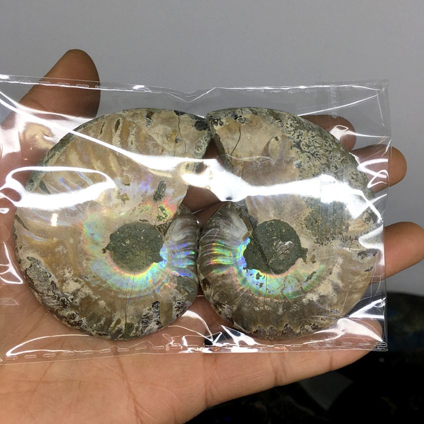 2pcs natural rainbow ammonite shell, fossil slice madagascar