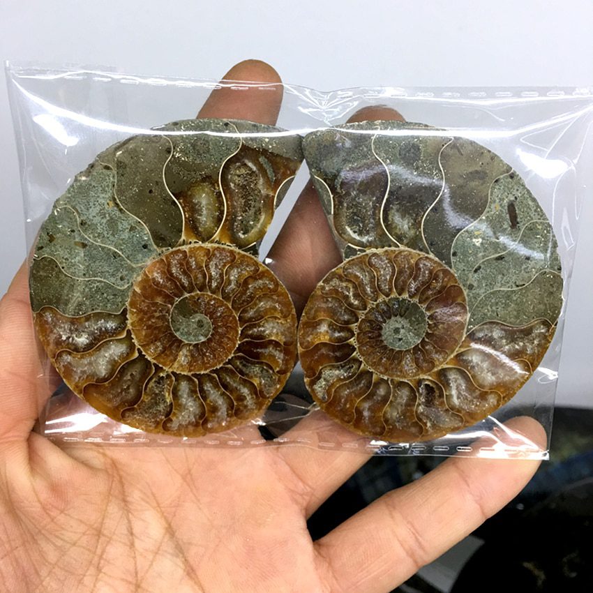 2pcs natural rainbow ammonite shell, fossil slice madagascar