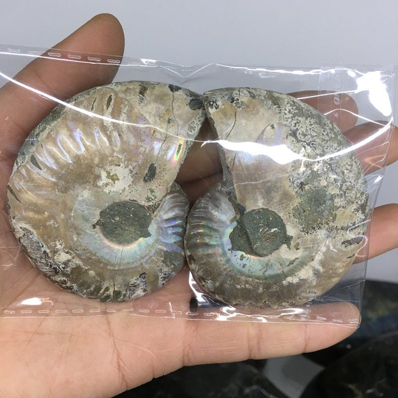 2pcs natural rainbow ammonite shell, fossil slice madagascar