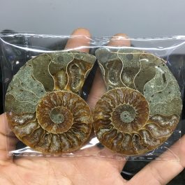 2pcs natural rainbow ammonite shell, Fossil slice Madagascar