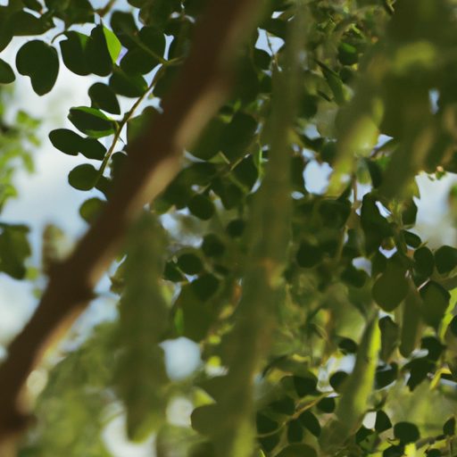 Moringa: The Nutritious and Healing Benefits of the Miracle Tree