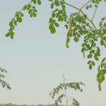 Moringa: The Nutritious and Healing Benefits of the Miracle Tree