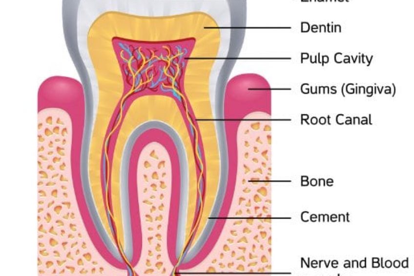 Infantino Dental Los Gatos