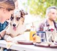 dog training classes in tampa fl