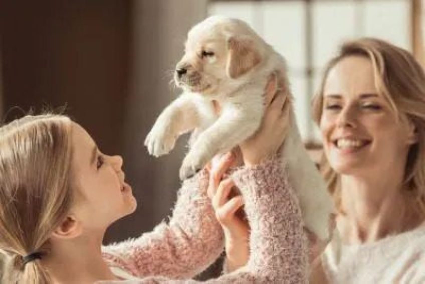 puppy training