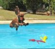 school dog training school tampa