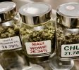 Marijuana Pueblo CO