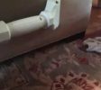 Carpet Cleaning