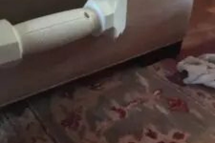Carpet Cleaning