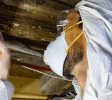 Mold Inspection Freehold NJ