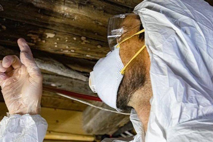 Mold Inspection Freehold NJ