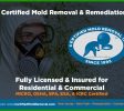 Mold Inspection Near Me