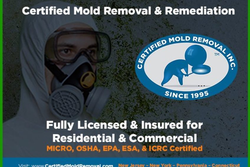 Mold Inspection Near Me