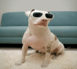 CarpetCleaning
