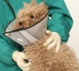 VeterinaryHospitals