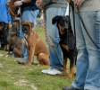 DogTraining