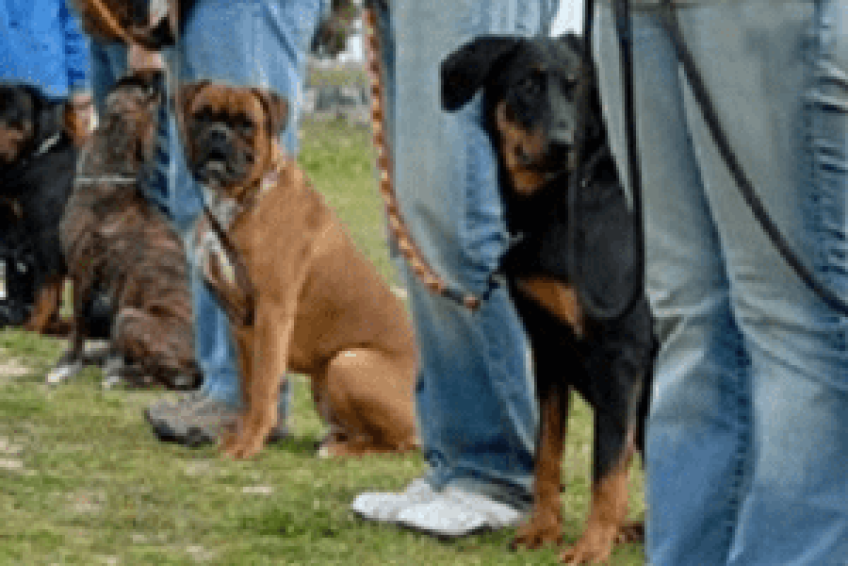 DogTraining