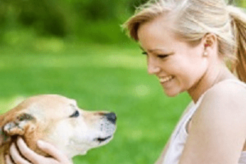 DogTraining