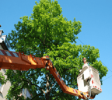 TreeTrimming- png