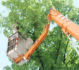 TreeTrimming- png