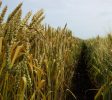 AgriculturalSupplyCompanies