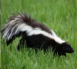 PestControl