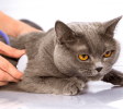 VeterinaryHospitals