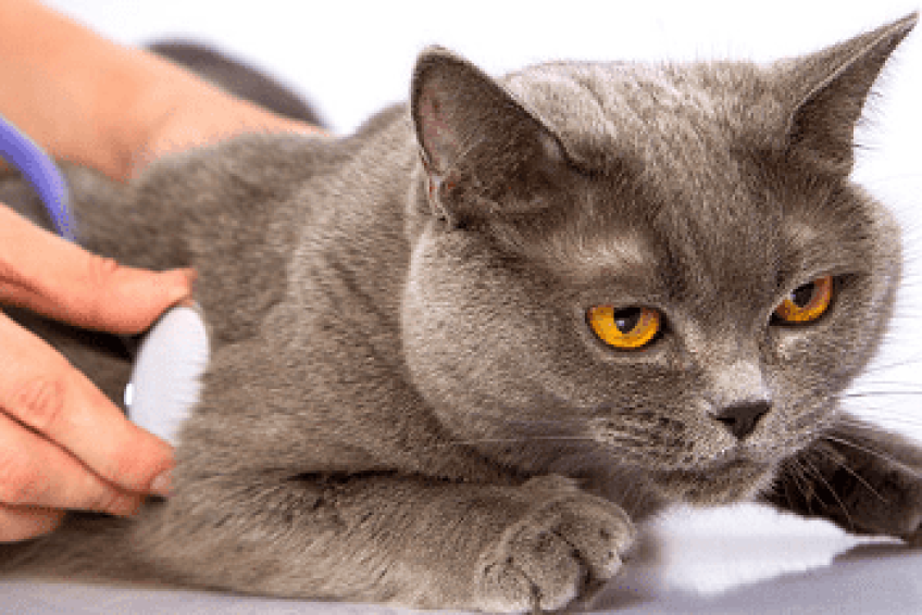 VeterinaryHospitals