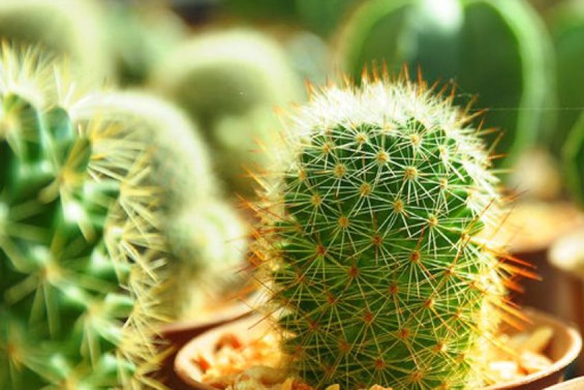 Nurseries-Gardening