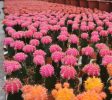 Nurseries-Gardening