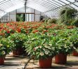 Nurseries-Gardening