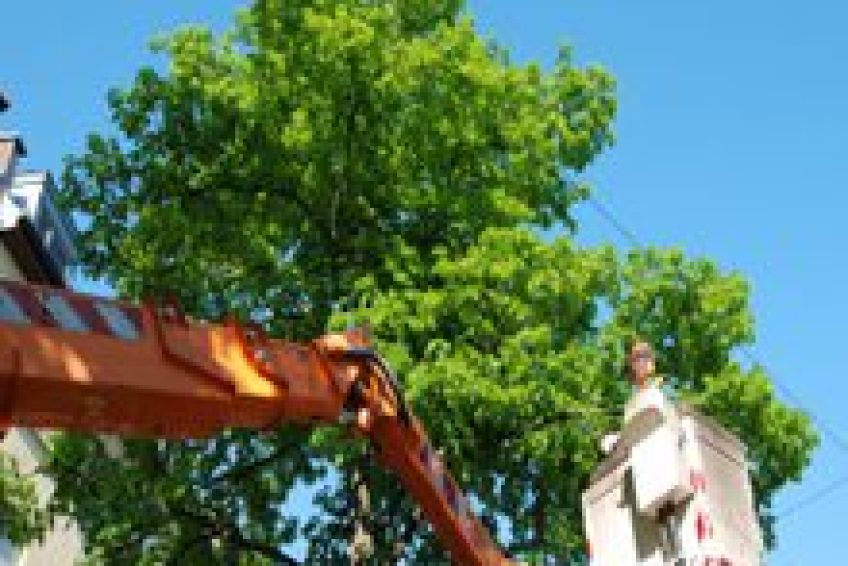 TreeTrimming