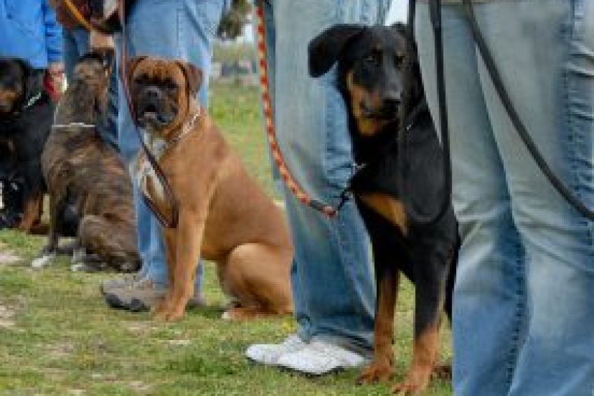 DogTraining