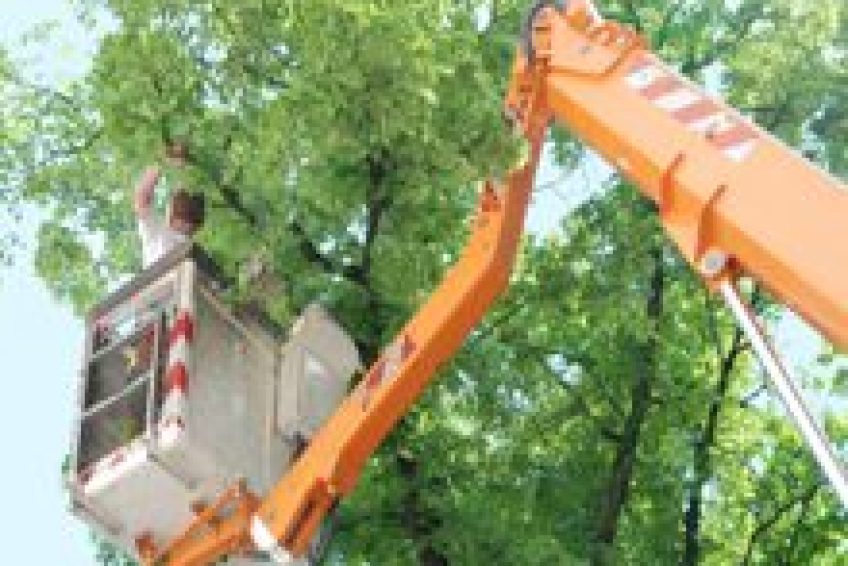 TreeTrimming